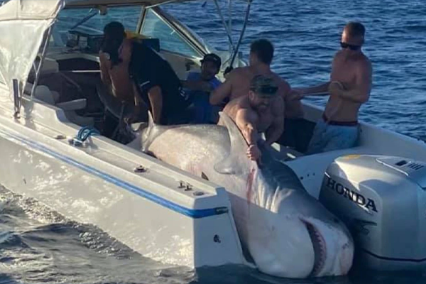 Sydney fishermen catch 400kg shark