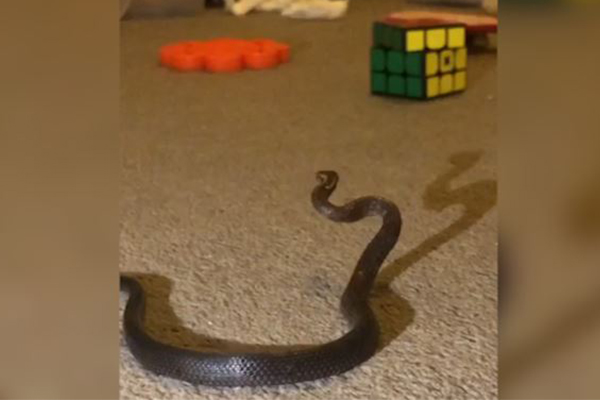Article image for WATCH | Sydney mum finds snake hiding in child’s room