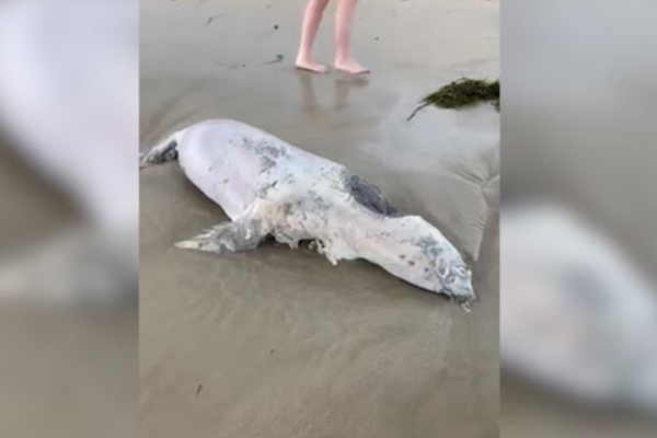 Article image for GRAPHIC WARNING | Seal found dead with mystery bite mark at Cronulla