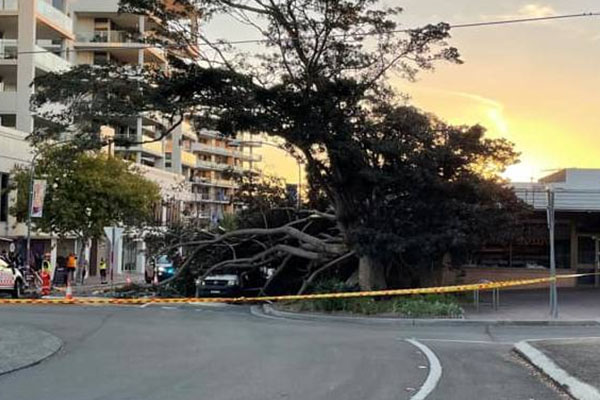 Article image for Former mayor calls for action after fallen tree left people in hospital