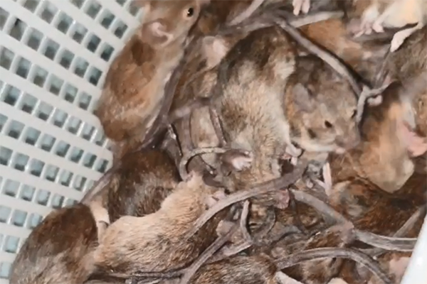 Article image for Listener shares sickening footage of mice overrunning home