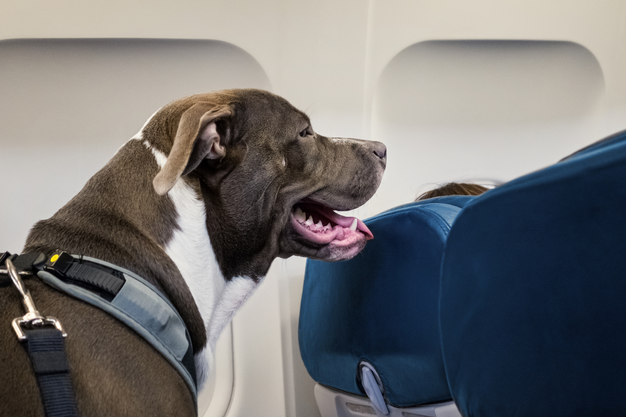 Article image for ‘Count me out!’: Jim’s not a fan of a plan to relax rules around pets on planes