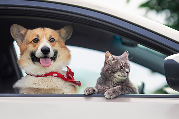 Article image for ‘Adopt, don’t shop’: Free pet rego for rescue animals