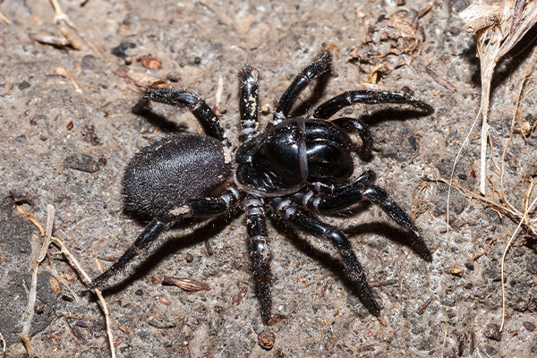 Deadly funnel-web could be key to saving lives