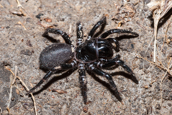 Deadly ‘displaced’ spiders invading flooded homes