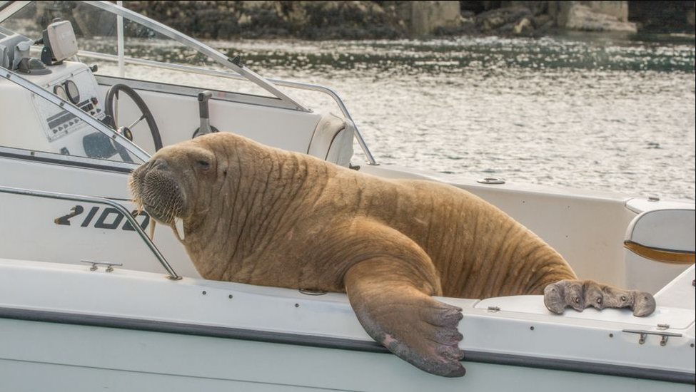 Article image for Wally the Walrus given his own pontoon to stop him from sinking people’s boats