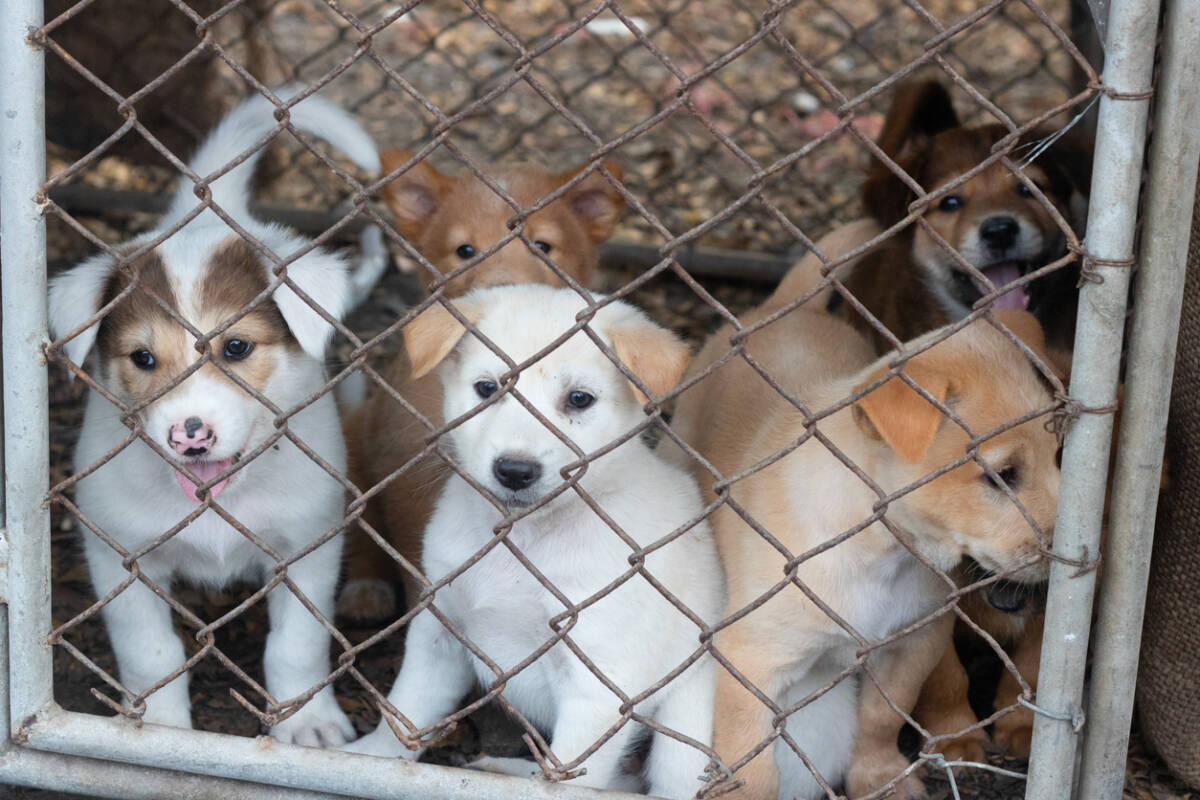 Article image for Chris Minns explains how new puppy farm bill will affect breeders