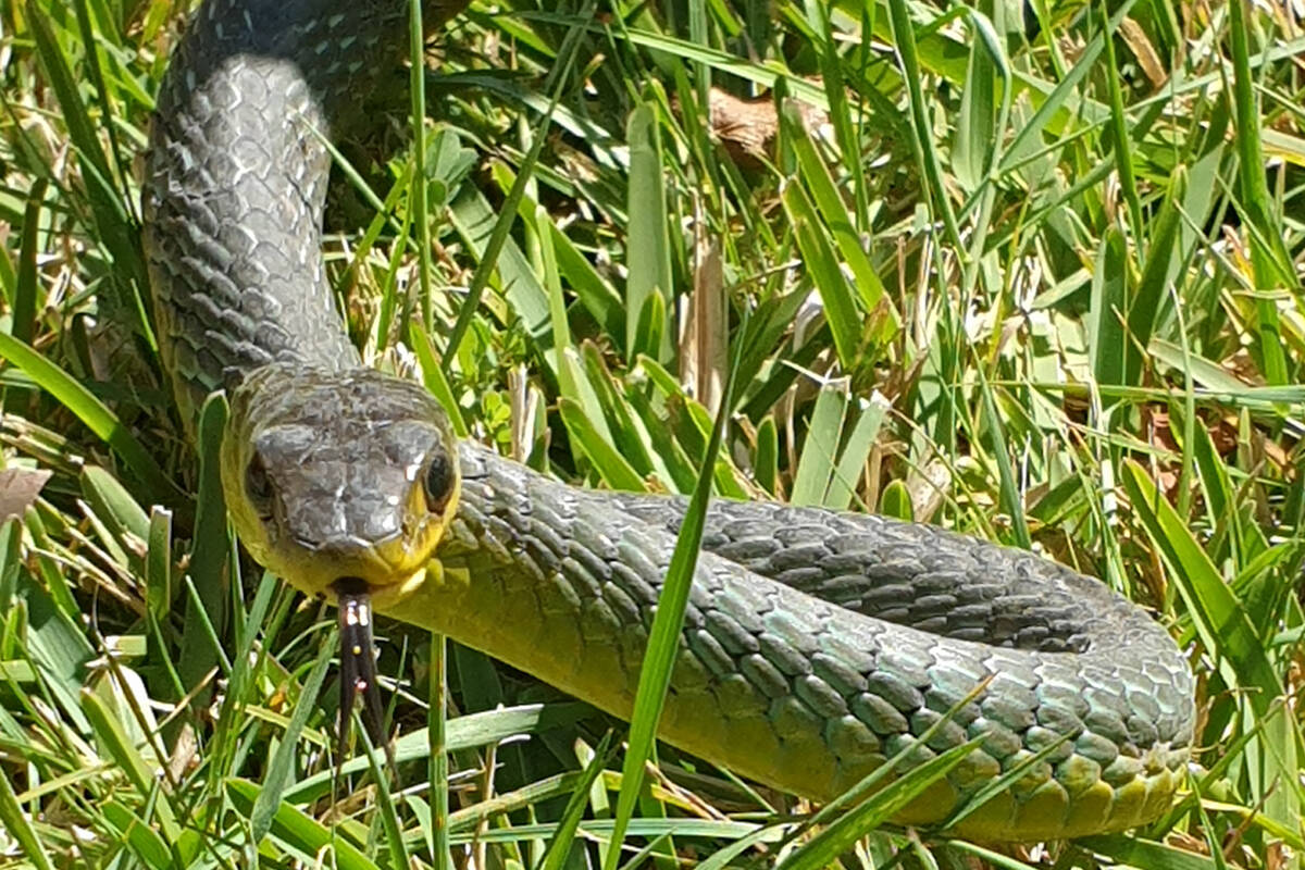 Article image for Sean the snake catcher’s ultimate guide to a snake-safe summer