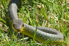 Sean the snake catcher’s ultimate guide to a snake-safe summer