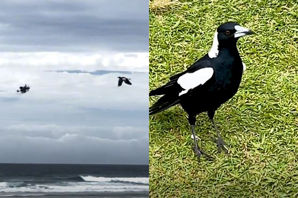 Article image for WATCH | Magpie takes on drone