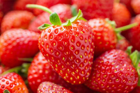Help our farmers by buying ‘a couple of kilos’ of strawberries