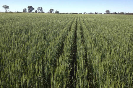 Wheat prices at ‘record highs’ for battling farmers