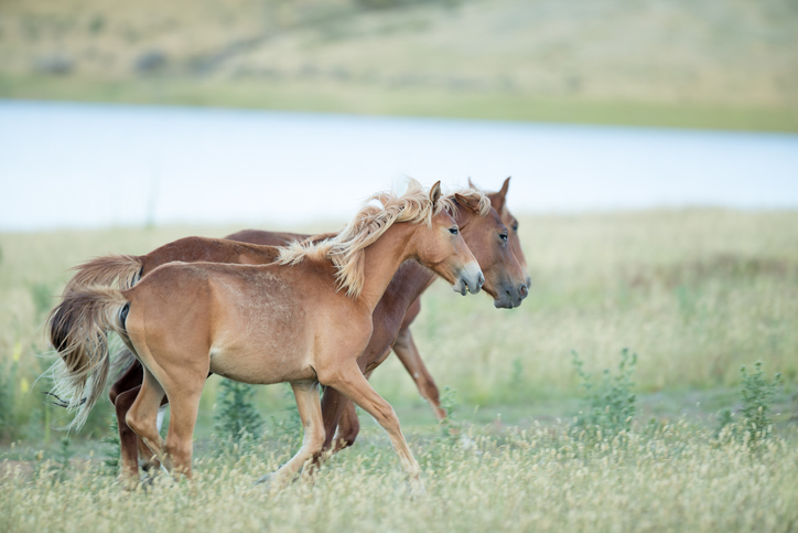 Article image for Peter Cochran’s update on wild Brumbies culling