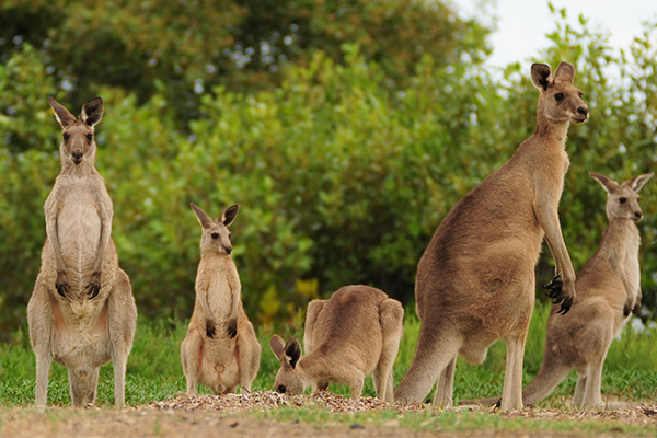 Article image for Teens charged with mass slaughter of kangaroos on NSW South Coast