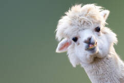 Appealing alpacas in hot demand as farmers carve out wool industry niche