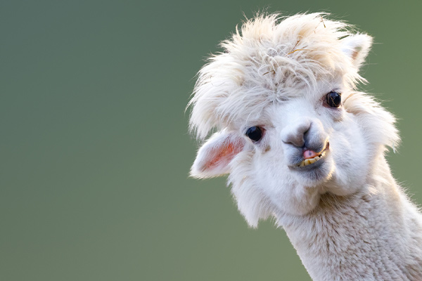 Article image for Appealing alpacas in hot demand as farmers carve out wool industry niche