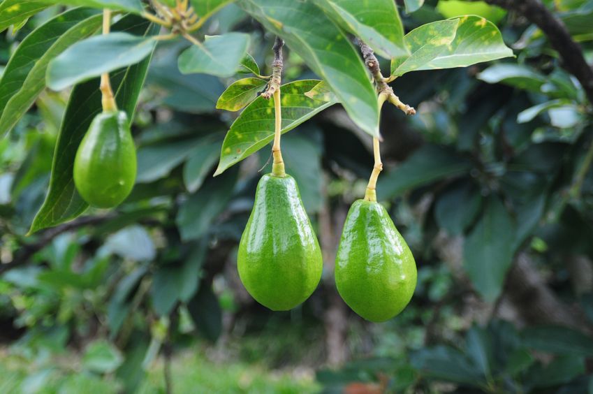 Article image for Aussie avocados heading to Thailand could affect prices here