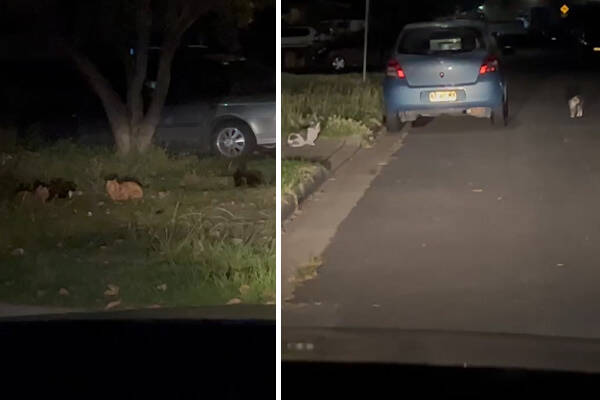 Article image for NSW Local Government Minister responds to Canterbury-Bankstown feral cat issue