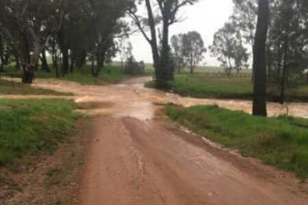 NSW farmers ‘devastated’ as crops ‘absolutely smashed’ by heavy rain