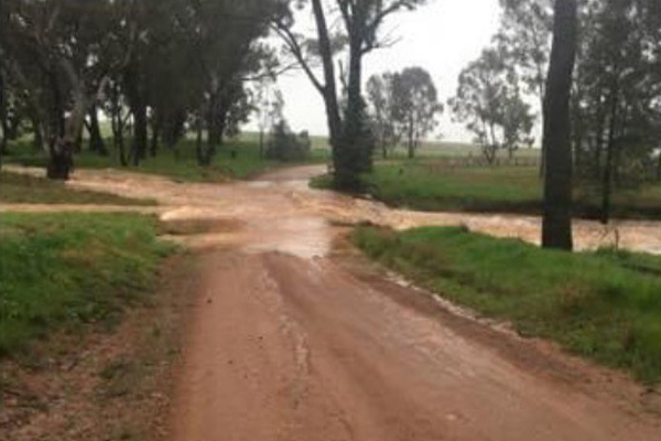 Article image for NSW farmers ‘devastated’ as crops ‘absolutely smashed’ by heavy rain