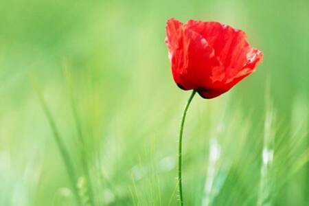 ‘First generation to be dissatisfied’ – McLaren warns of democracy’s decline amid Remembrance Day