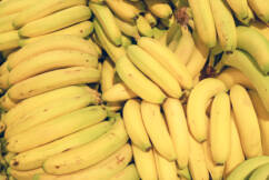 Disease resistant bananas being added to the bunch.