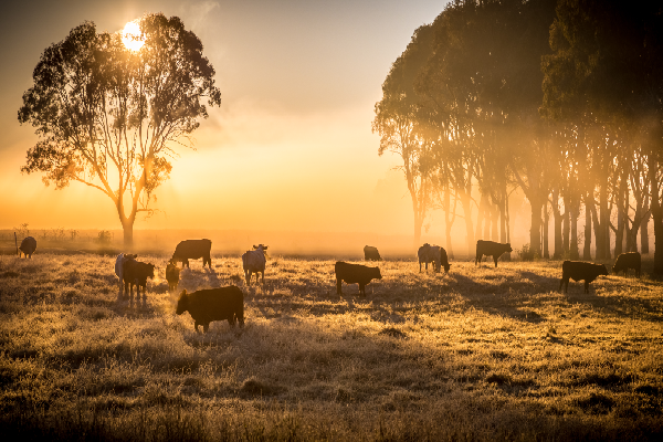 Article image for Regional farms providing work opportunities