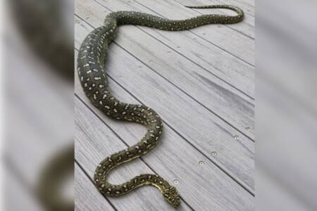 ‘Poignant’ visit from python on Australia Day