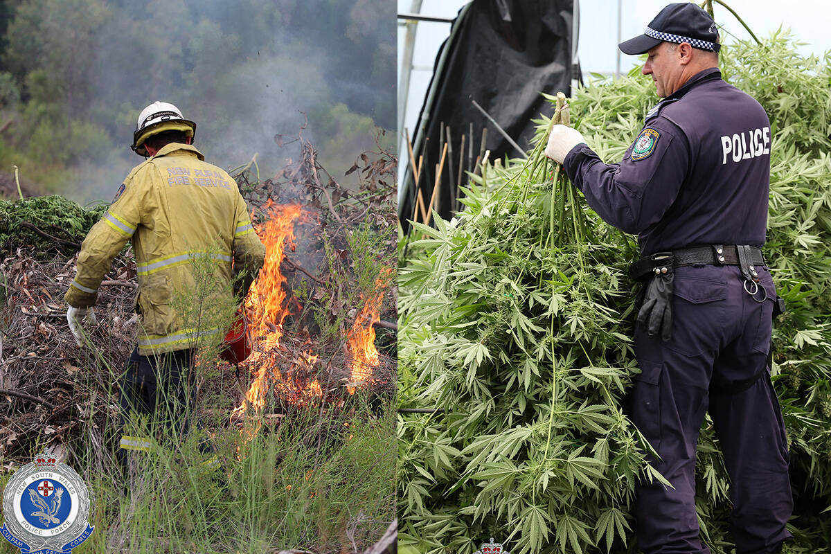Article image for NSW Police makes biggest cannabis bust in Australian history
