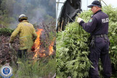 NSW Police makes biggest cannabis bust in Australian history
