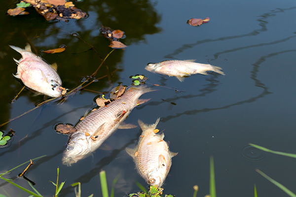 Article image for ‘Distressing’ water event leads to thousands of dead fish in the Parramatta River