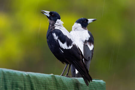 Magpies v scientists: Clever birds outsmart humans