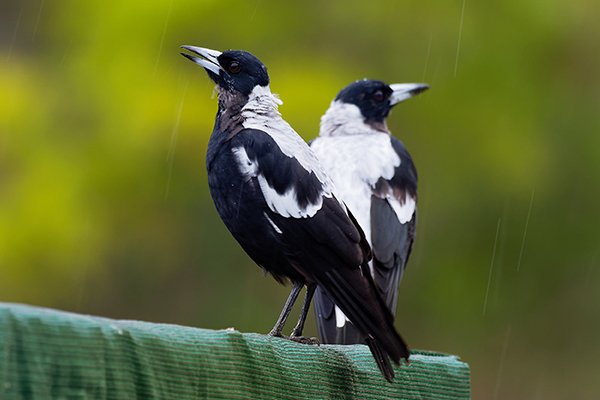 Article image for Magpies v scientists: Clever birds outsmart humans