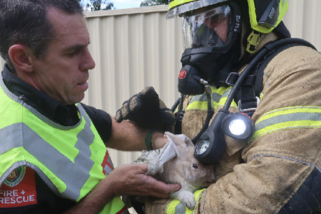 ‘Melly’ the pet rabbit rescued in Western Sydney house fire