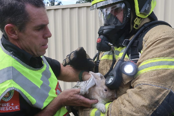 Article image for ‘Melly’ the pet rabbit rescued in Western Sydney house fire
