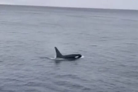 Killer whales grace ‘The Humpback Highway’