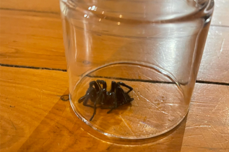 The frightening story of how a 2GB Drive listener’s wife was bitten by a funnel-web
