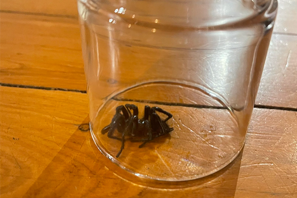 Article image for The frightening story of how a 2GB Drive listener’s wife was bitten by a funnel-web