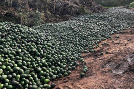 Why thousands of avocados are rotting away at an Aussie tip