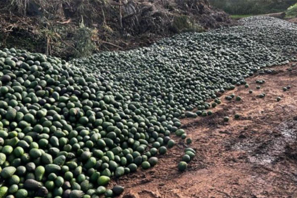 Article image for Why thousands of avocados are rotting away at an Aussie tip