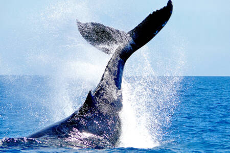 Rare sightings as whale watching season continues