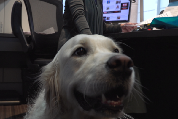 Article image for Take your dog to work day!