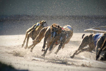 ‘Final piece of the puzzle’ – Minns government scraps Greyhound Racing for 7,300 new homes