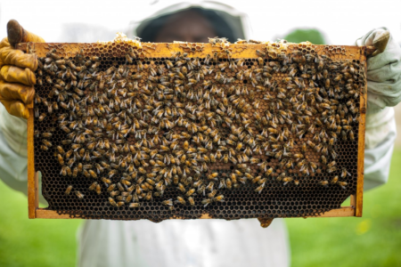 New hope in tackling hive theft