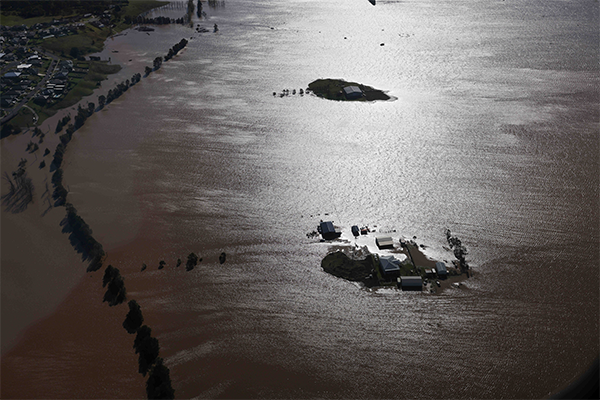 Article image for Farmer devastated as floods decimate third-generation persimmon farm