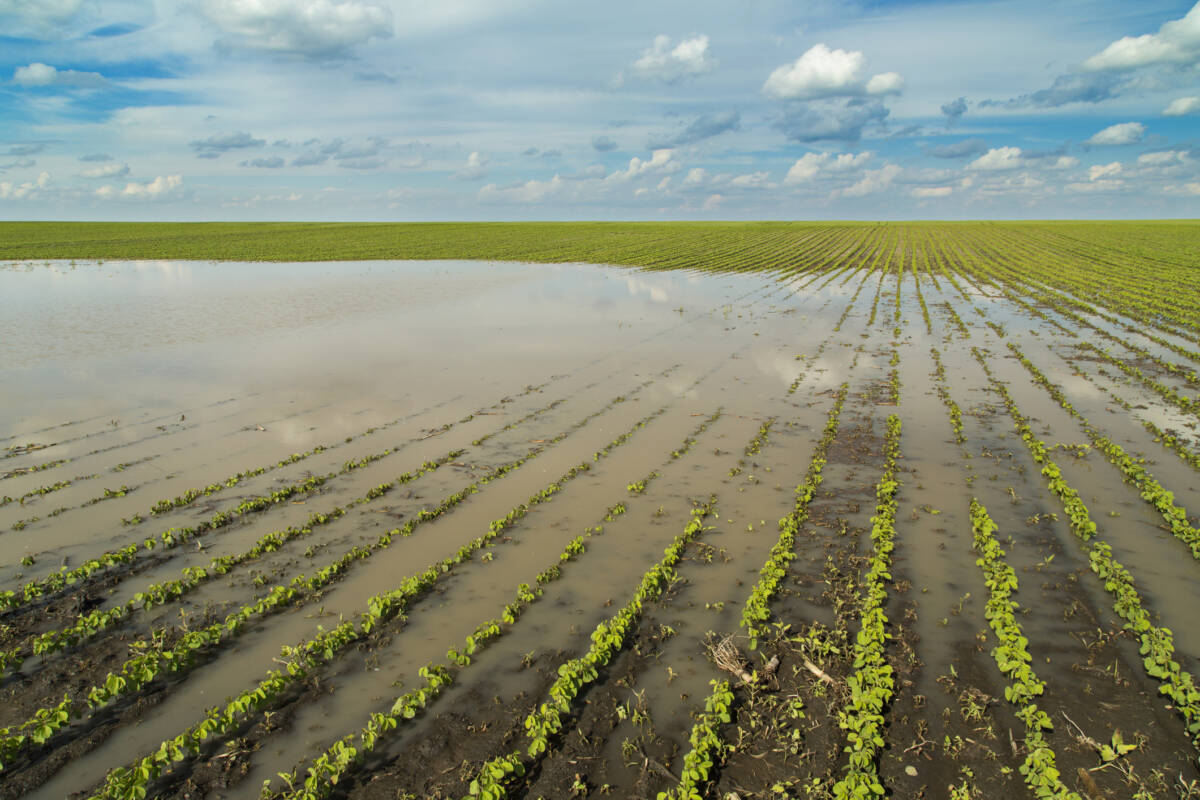 Article image for ‘Double whammy’: flood damage hits farmers again