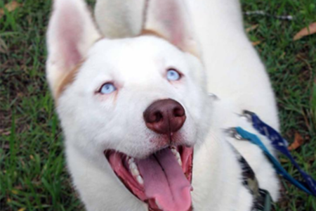 30 mistreated huskies looking for their forever home