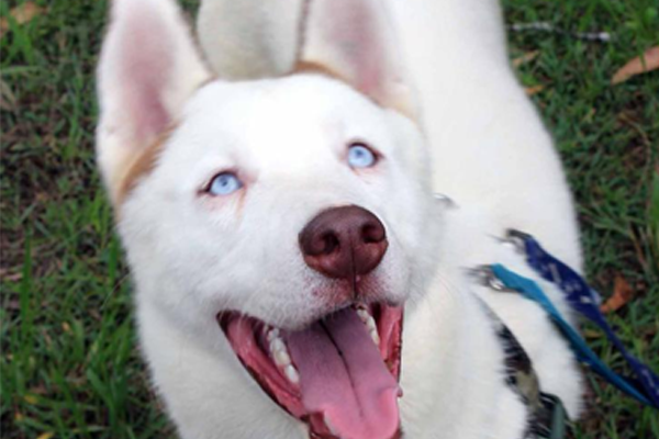 Article image for 30 mistreated huskies looking for their forever home