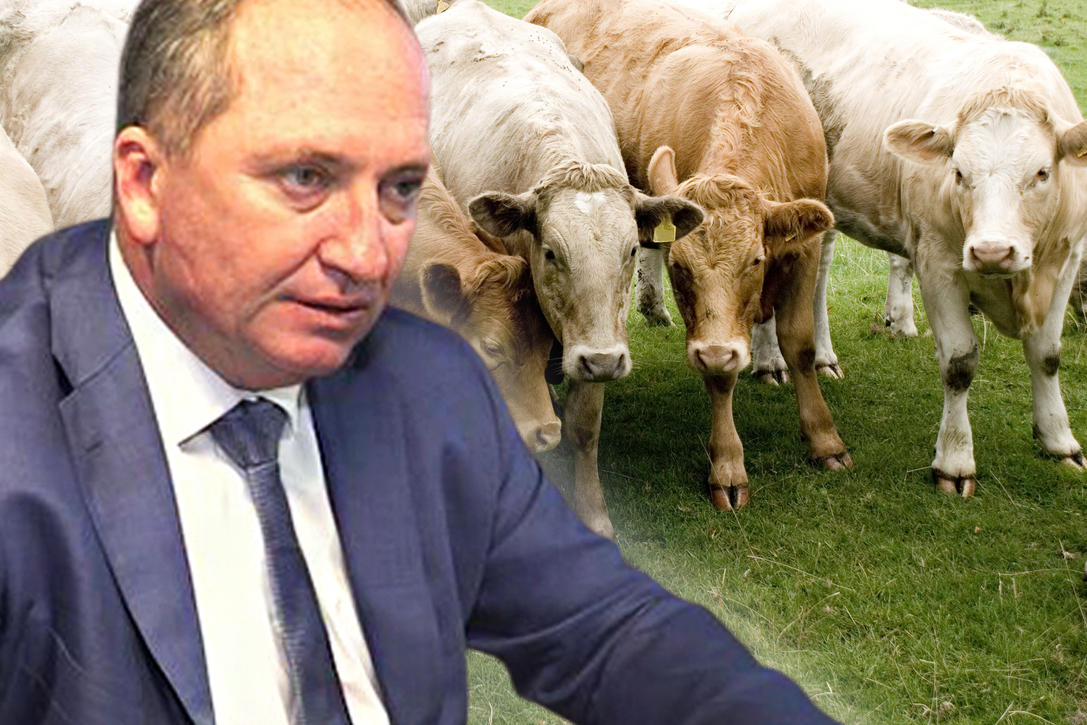 Article image for ‘Incompetence to the point of negligence’: Barnaby Joyce fuming over foot and mouth inaction