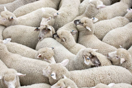 Protecting sheep against flystrike